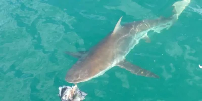 Tiburón cobrizo (carcharhinus brachyurus)