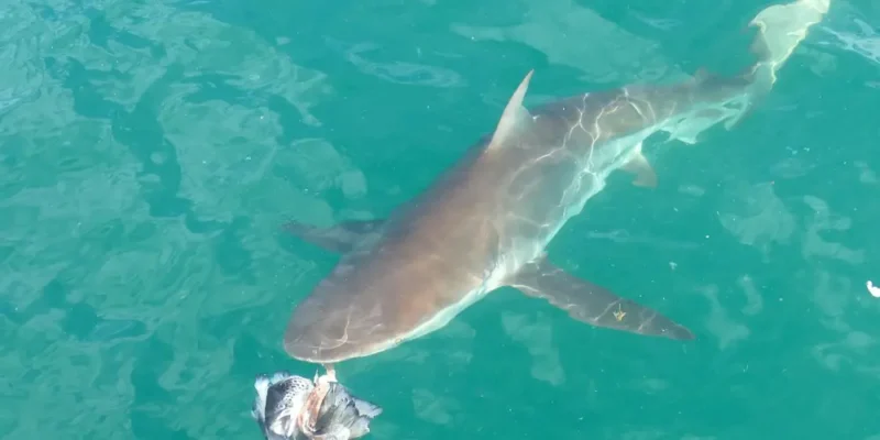 Tiburón cobrizo (carcharhinus brachyurus)