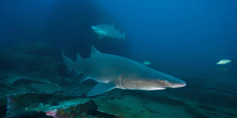 Tiburón toro (Carcharias taurus) sobre el fondo
