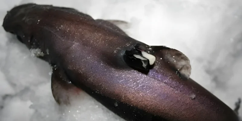 Etmopterus spinax en tiburón linterna