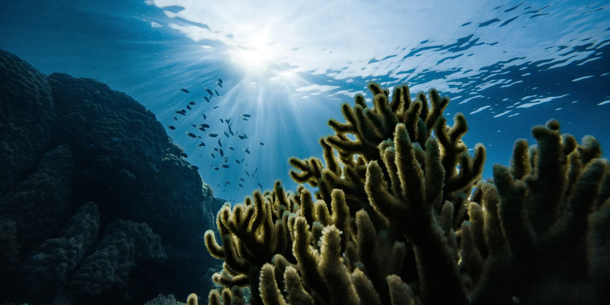 Gran Barrera de Coral corales y peces