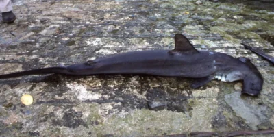 La pesca de juveniles amenaza al tiburón martillo común en Guatemala