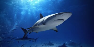 Tiburón de arrecife del Caribe carcharhinus perezii bahamas