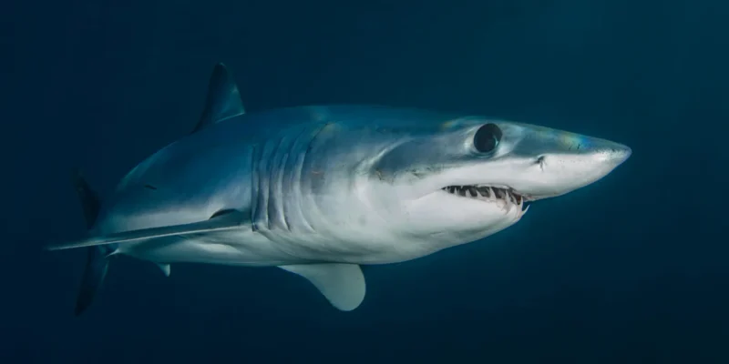 Mako de aleta corta isurus oxyrinchus