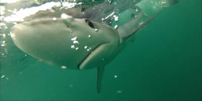 Tiburón azul prionace glauca bajo la superficie del agua