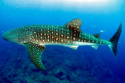Rhincodon typus tiburón ballena en los Flower Garden Banks EE.UU. golfo de México