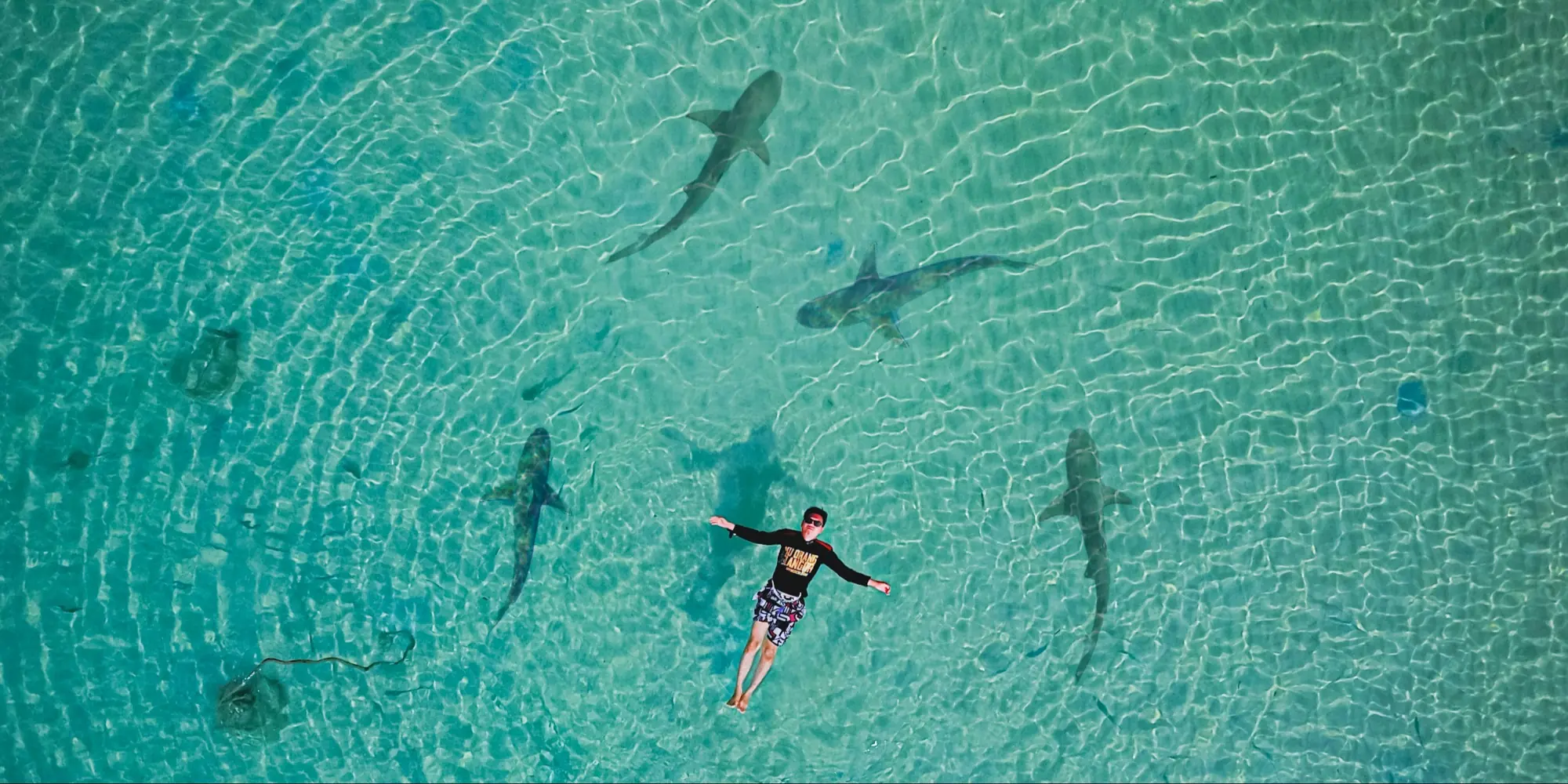 Buceadores sobre tiburones nodriza en la Isla Tioman, Pahang, Malasia