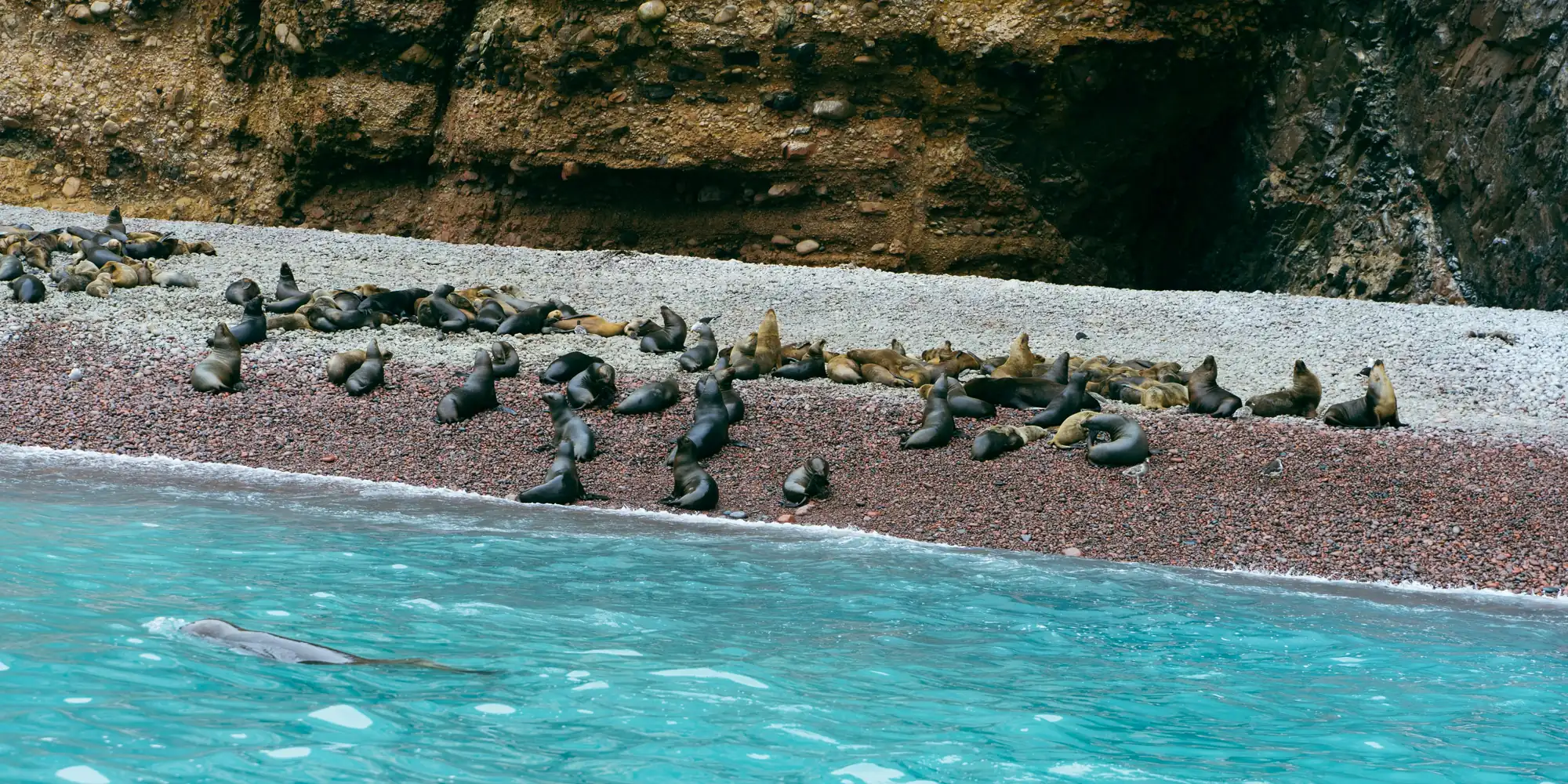 Leones marinos en playa rocosa de Perú