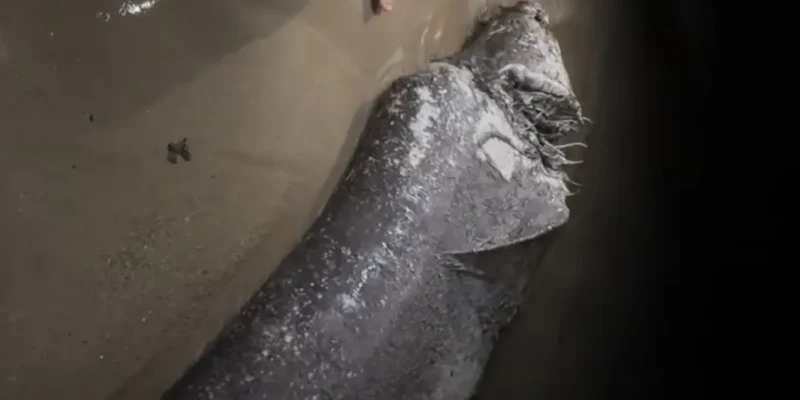 Tiburón gris muerto con gran herida arrastrado a una playa urbana en Mallorca