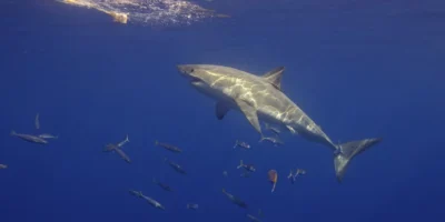 Tiburón blanco Carcharodon carcharias visto de lado nadando hacia el cebo