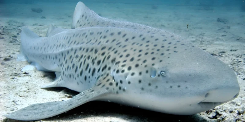 Tiburón cebra (Stegostoma tigrinum) en Tailandia, tumbado sobre fondo arenoso