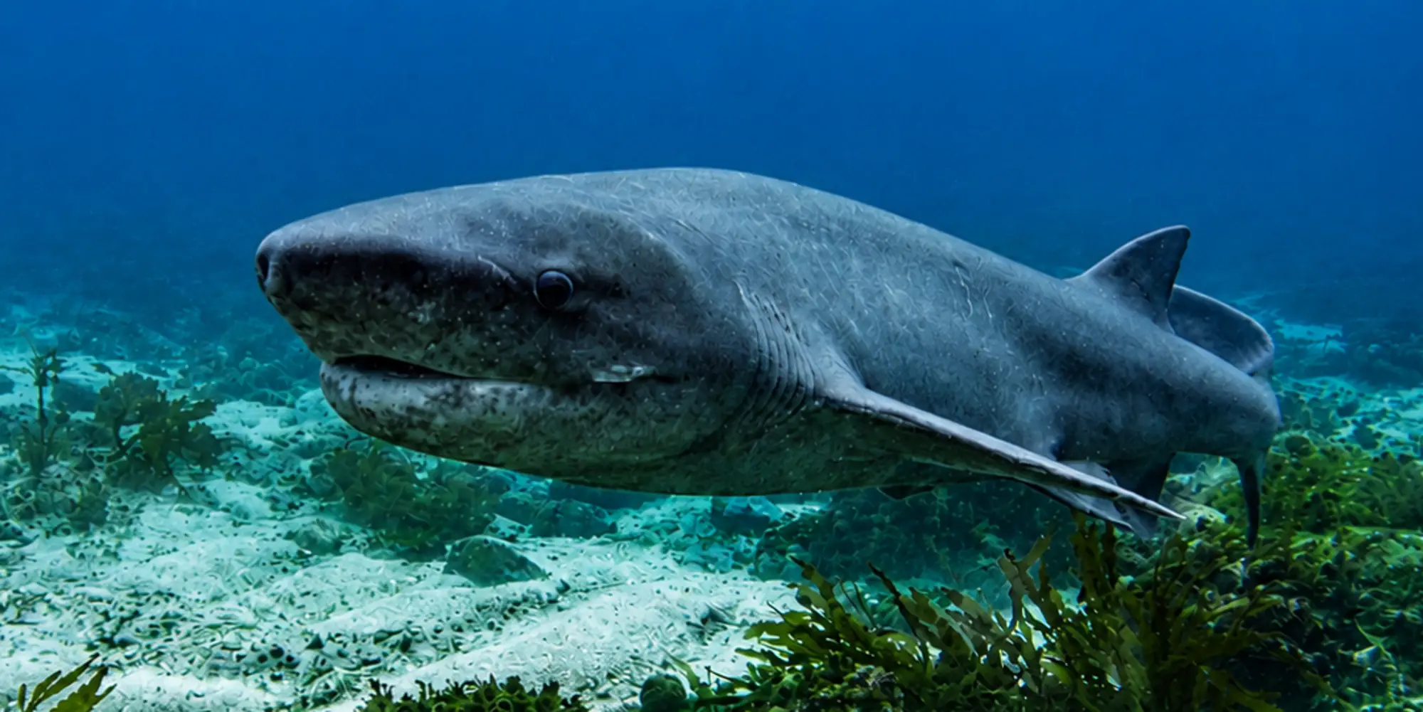 Tiburón de siete branquias Notorynchus cepedianus
