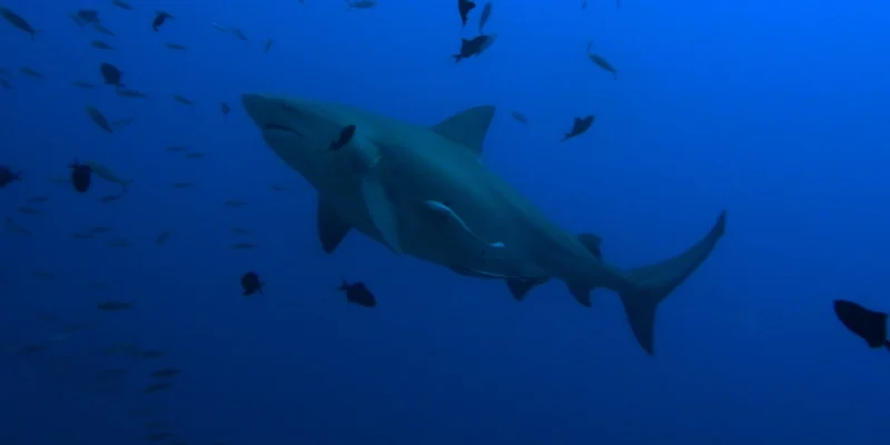 Tiburón sarda Carcharhinus leucas en aguas azules