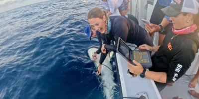 Tiburón de arrecife caribeño examinado junto a una embarcación en las Islas Caimán