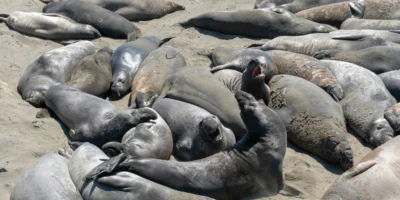 Un grupo de focas en la arena