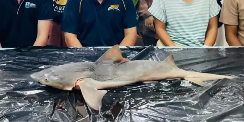 Tiburón del Ganges Glyphis gangeticus en el río Sesayap