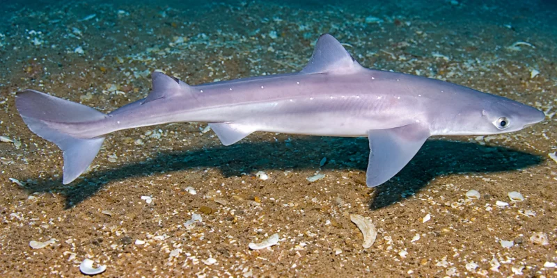 Mielga Squalus acanthias sobre arena
