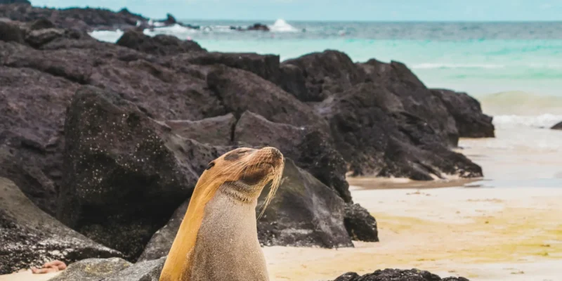 León marino en la playa de Santa Fe, Galápagos