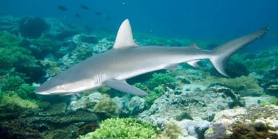 Tiburón girador Carcharhinus brevipinna