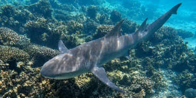 Tiburón limón de aleta falcada Negaprion acutidens nadando sobre un arrecife