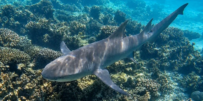 Tiburón limón de aleta falcada Negaprion acutidens nadando sobre un arrecife