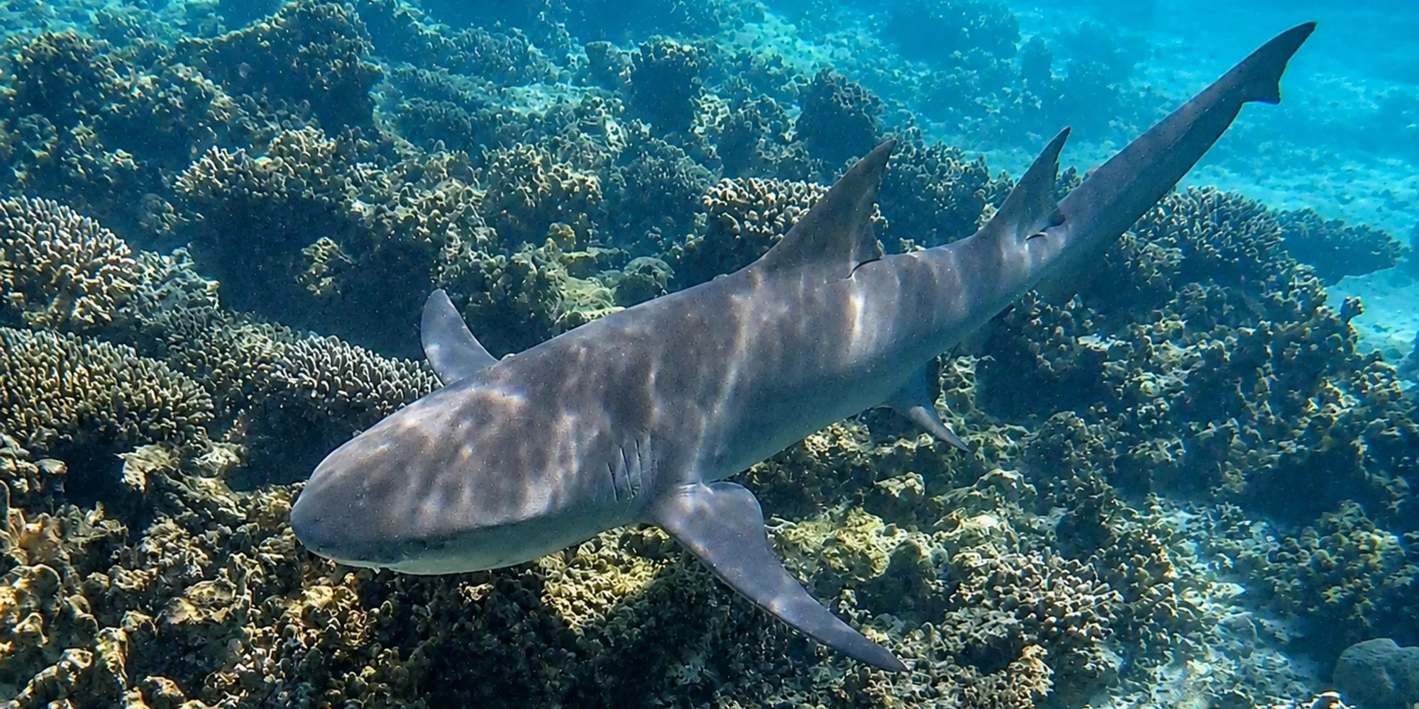Tiburón limón de aleta falcada Negaprion acutidens nadando sobre un arrecife