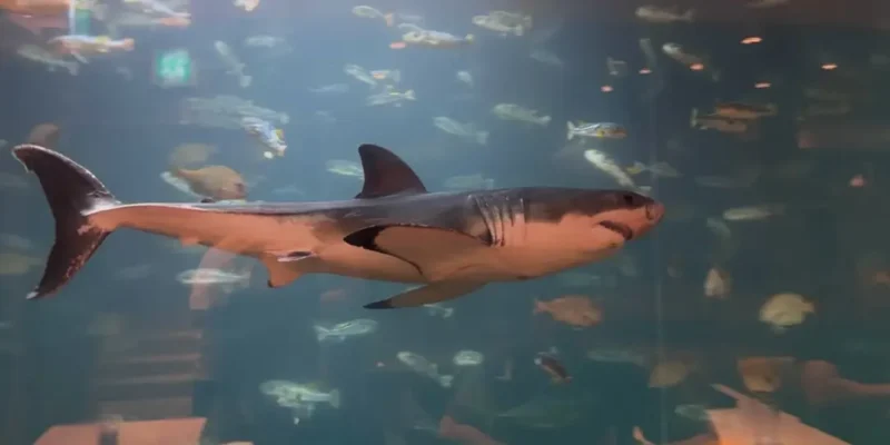 Tiburón blanco en un acuario en Corea del Sur