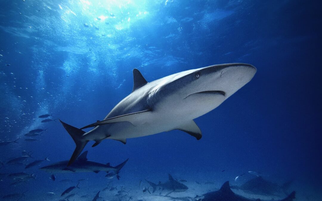 Tiburón de arrecife del Caribe