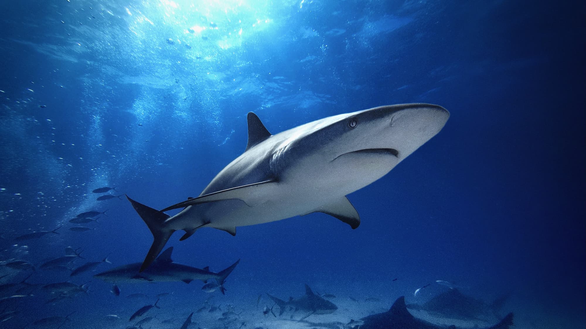 Tiburón de arrecife del Caribe Carcharhinus perezii Bahamas