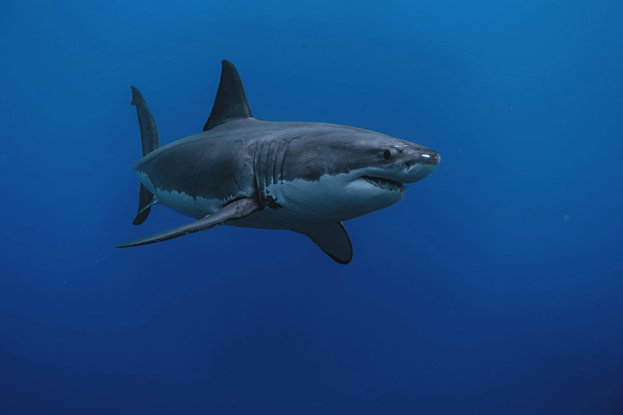 Tiburón blanco Carcharodon carcharias en aguas azules