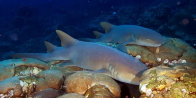 dos tiburones nodriza del Atlántico (Ginglymostoma cirratum) tumbados sobre rocas