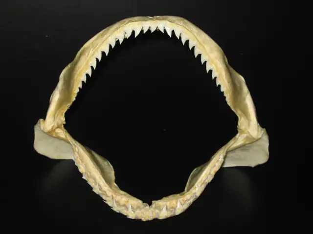 Tiburón azul - Prionace glauca Dentadura Dientes Tiburón azul - Prionace glauca Dentadura Dientes