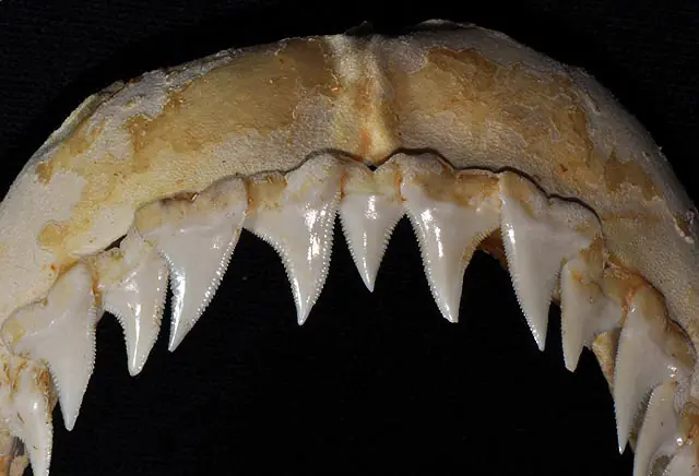 Tiburón azul - Prionace glauca Mandíbula superior Dentadura Dientes Tiburón azul - Prionace glauca Mandíbula superior Dentadura Dientes