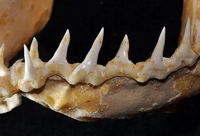 Tiburón azul - Prionace glauca Mandíbula inferior Dentadura Dientes Tiburón azul - Prionace glauca Mandíbula inferior Dentadura Dientes