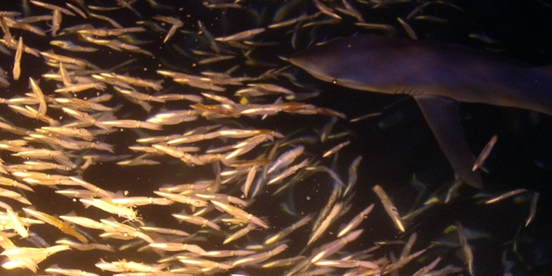 El tiburón azul Prionace glauca caza calamares por la noche. El tiburón azul Prionace glauca caza calamares por la noche.