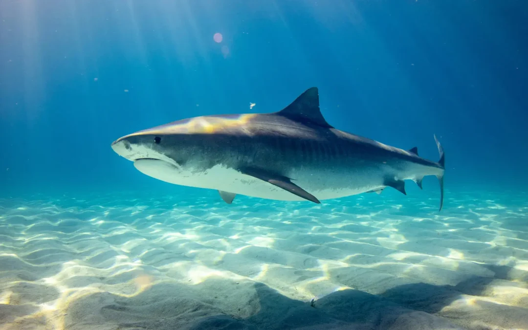 Tiburón Sarda