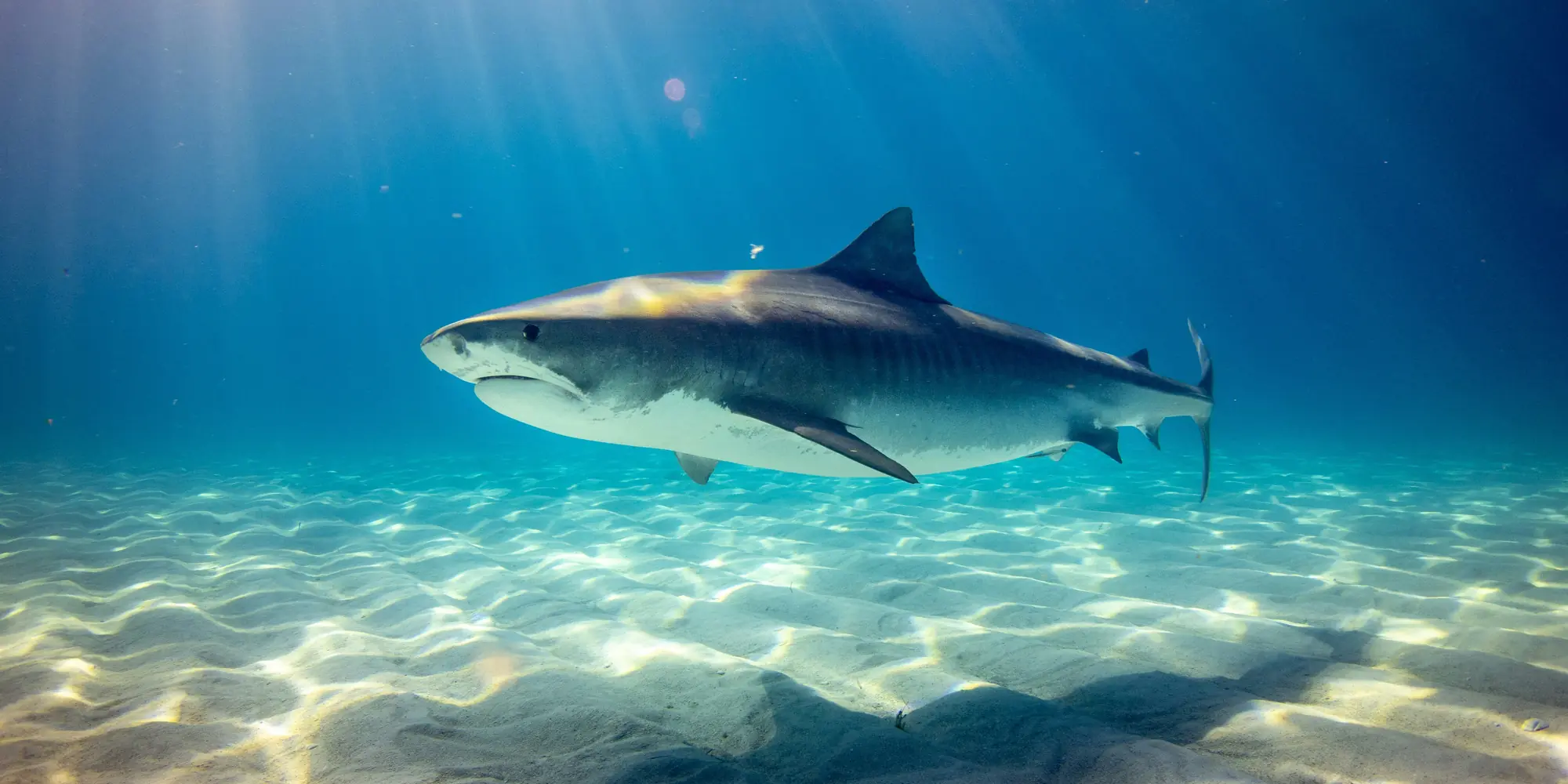tiburón sarda Carcharhinus leucas en aguas poco profundas sobre una superficie arenosa.