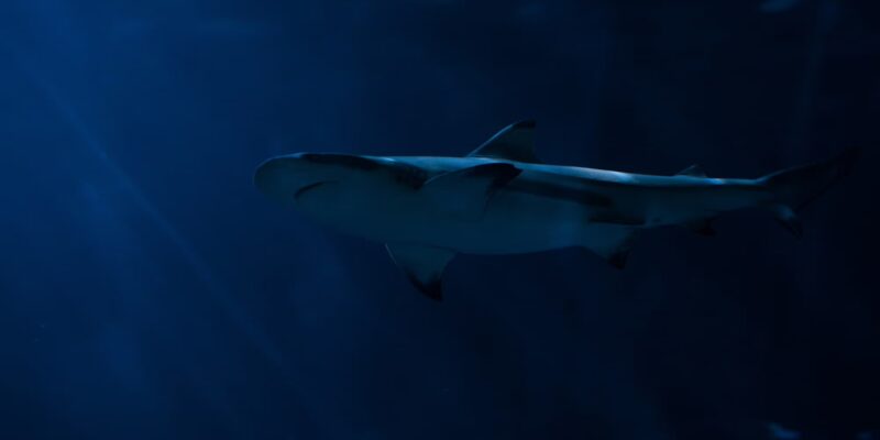 Esposa de Danilo Gallinari herida mientras nadaba – estado estable