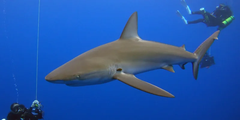 Tiburón de Galápagos Carcharhinus galapagensis