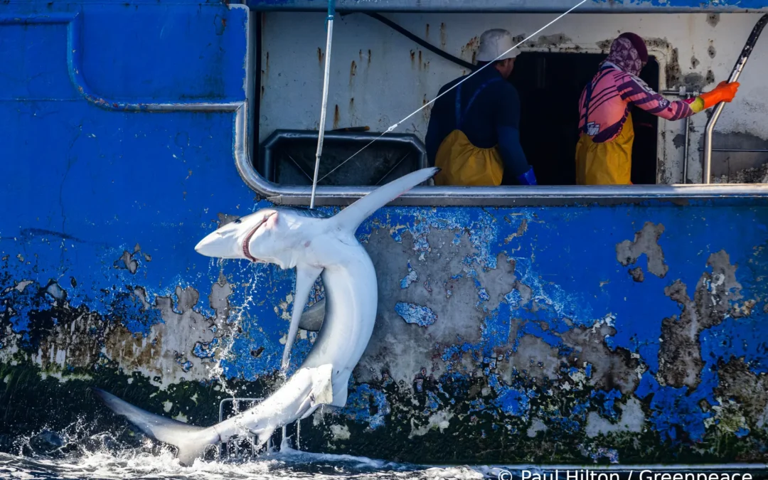 Tiburones en peligro: Greenpeace denuncia matanza masiva en el Pacífico
