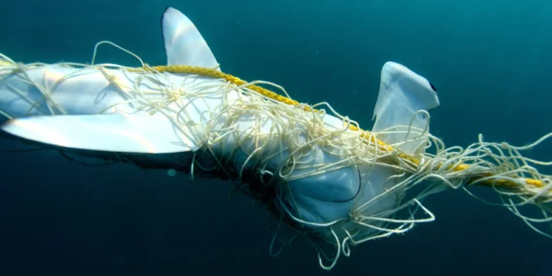 Tiburón martillo atrapado en una red antitiburones en Queensland