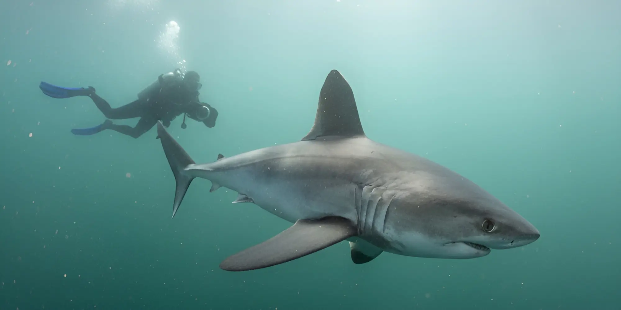 Marrajo común Lamna nasus