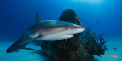 Tiburones de arrecife del Caribe en las Bahamas Golfo de México