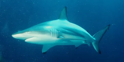 Tiburón punta negra Carcharhinus limbatus