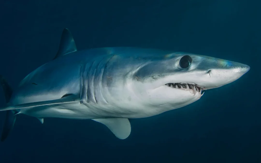 Tiburón Mako, Marrajo Común o de Aleta Corta