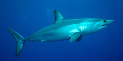 Marrajo dientuso isurus oxyrinchus de lado en aguas azules