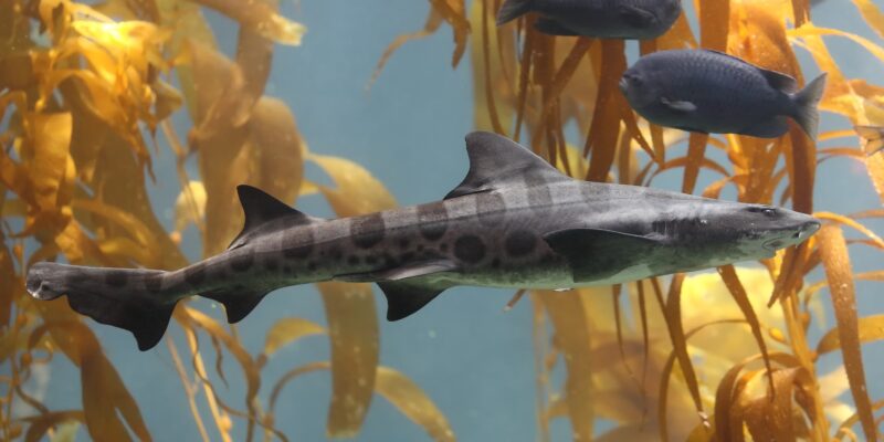 Leopardenhai Triakis semifasciata im Kelpwald