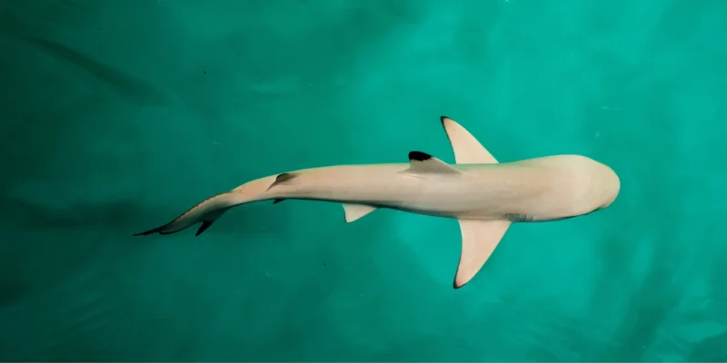 Maldivas levantan la prohibición de pesca de tiburones tras décadas