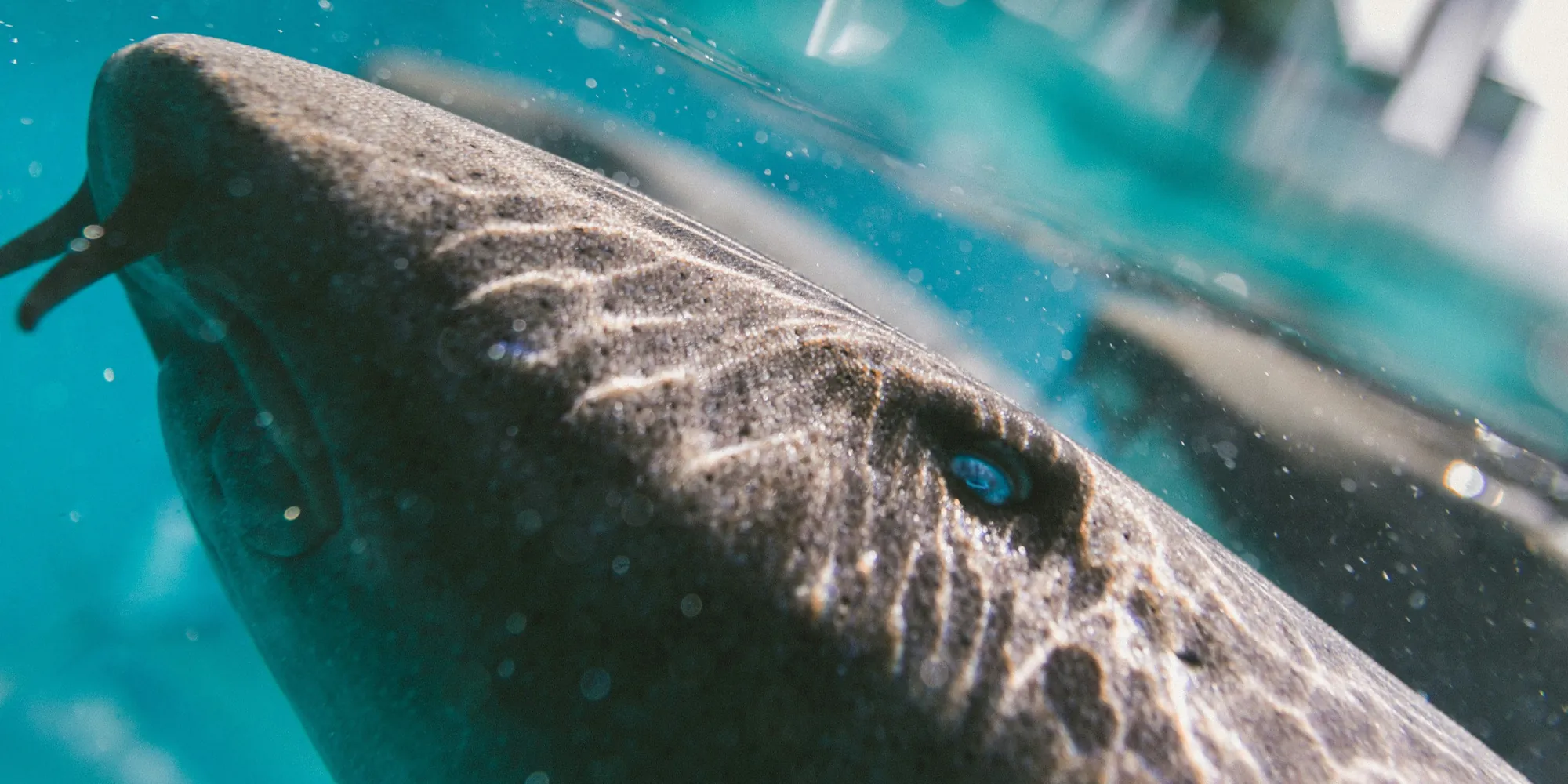 Tiburón nodriza del Pacífico Ginglymostoma unami frente a Hawái en el océano Pacífico