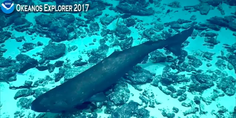 Tiburón dormilón del Pacífico Somniosus pacificus